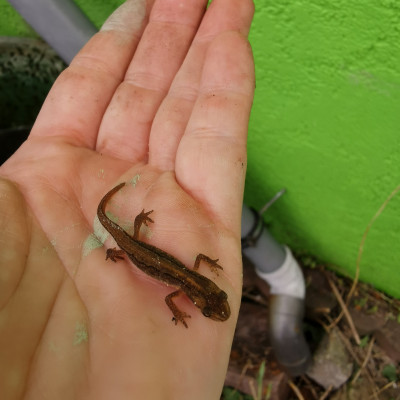 Gartenbewohner Gartenbewohner