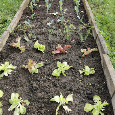 Beet