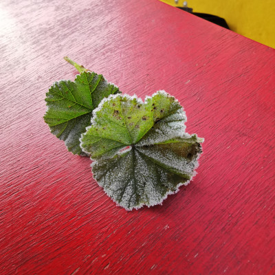 Der erste Frost