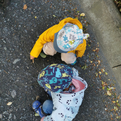 Käferbeobachtung
