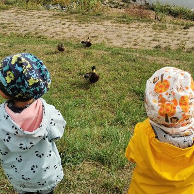 Enten beobachten an der Elbe