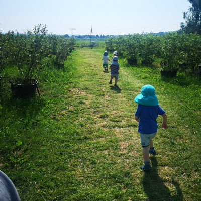 Erdbeerfeld Erdbeerfeld