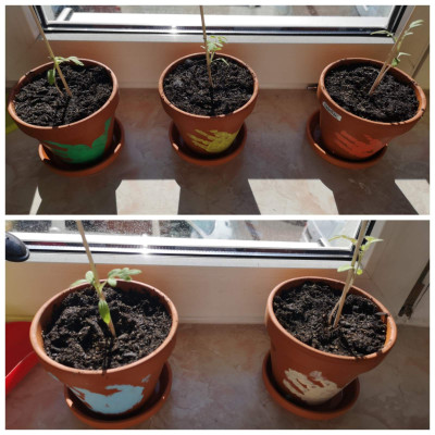 Vom Samen zur Tomate