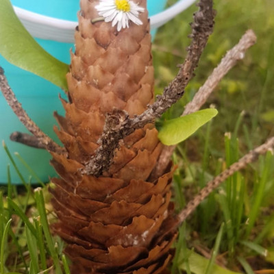 Naturspielerei